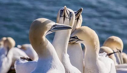 媒体人晒女篮赛场片段：女篮以第四名的成绩结束了本届亚洲杯